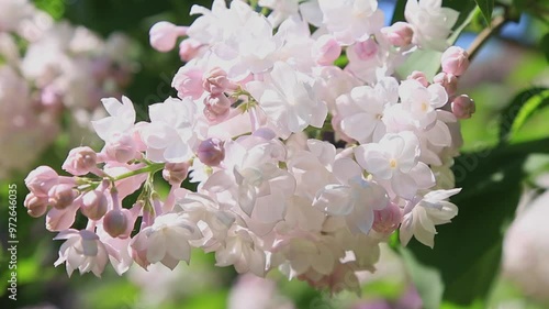 Blossoming flowers of  light pink lilac