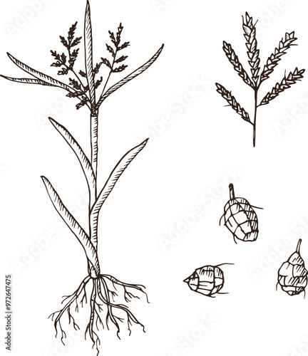 Hand drawn vector illustration of edible Sweet almond chufa. Perennial herbaceous plant of the sedge family, Cyperaceae, sweet oatmeal. Botanical engraved drawing of branch tuber of Cyperus esculentus