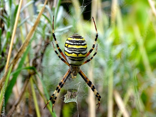 Argiope bruennichi commonly known as the Banded Spider, Horned Spider, Horned Argiope, Striped Argiope or Banded Argiope is a species of araneomorph spiders in the family Araneidae photo