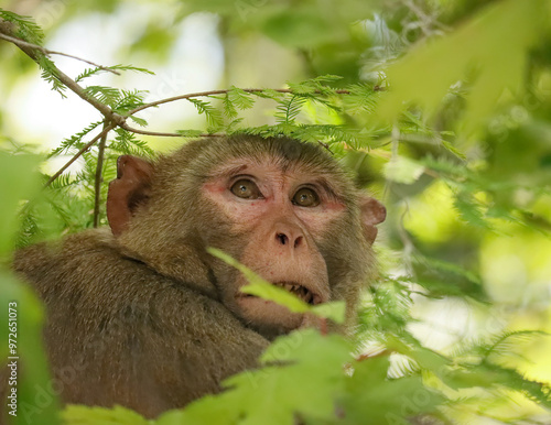 Non Native Rhesus Macaque Human Eyes Silver Springs Sate Park Florida Ocala photo