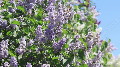 Blossoming flowers of violet lilac