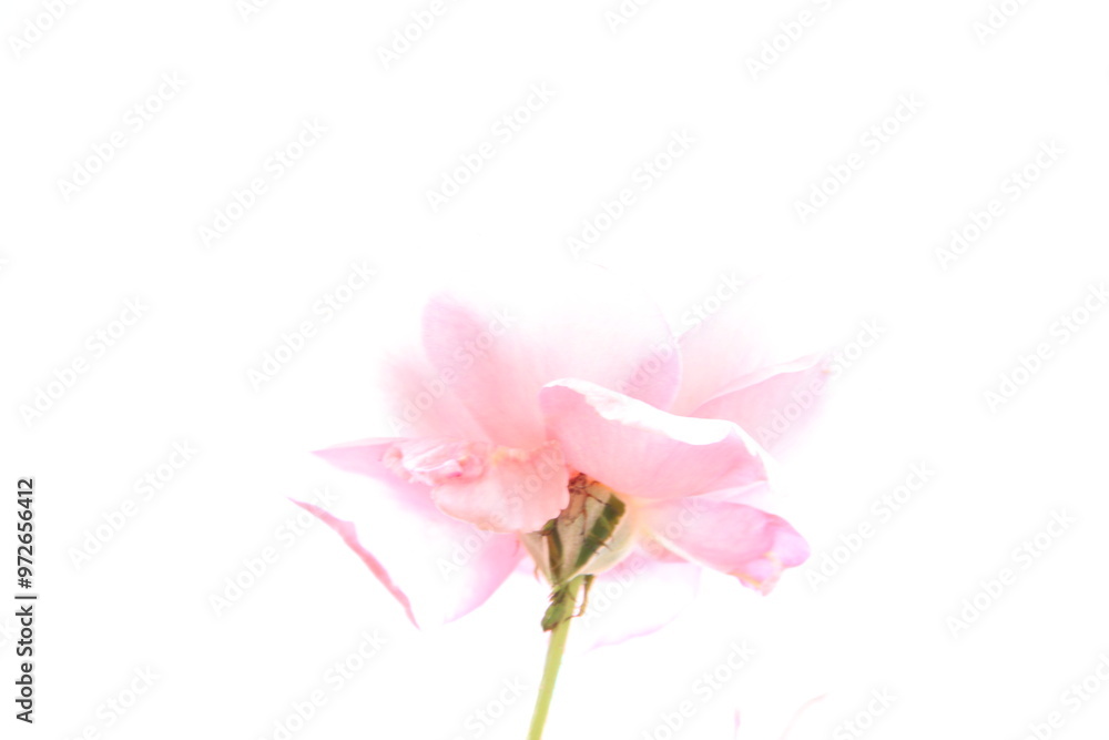 pink rose isolated on white pink rose isolated on white