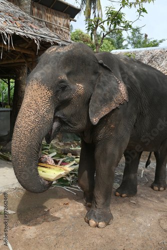 Portrait of big elephant on Ko Samui (Koh Samui) island, Thailand. Thai animal. Farm, reserve. Asian elephant eats. Thai nature, scenery, beautiful landscape photo