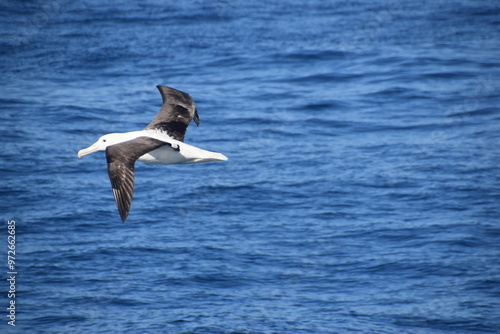 A big Albatross bird in flight over the blue ocean in Kaikoura, New Zealand