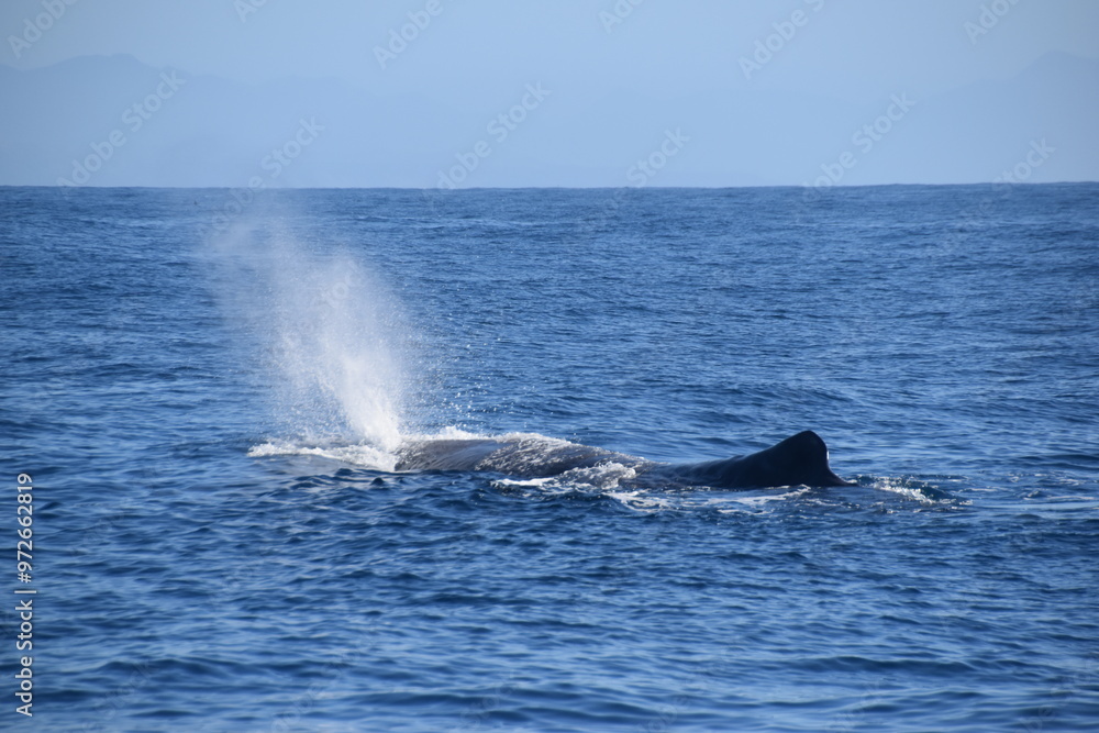 Humpback and Killer Whale (Orca) Watching in Kaikoura, South Island, New Zealand Humpback and Killer Whale (Orca) Watching in Kaikoura, South Island, New Zealand