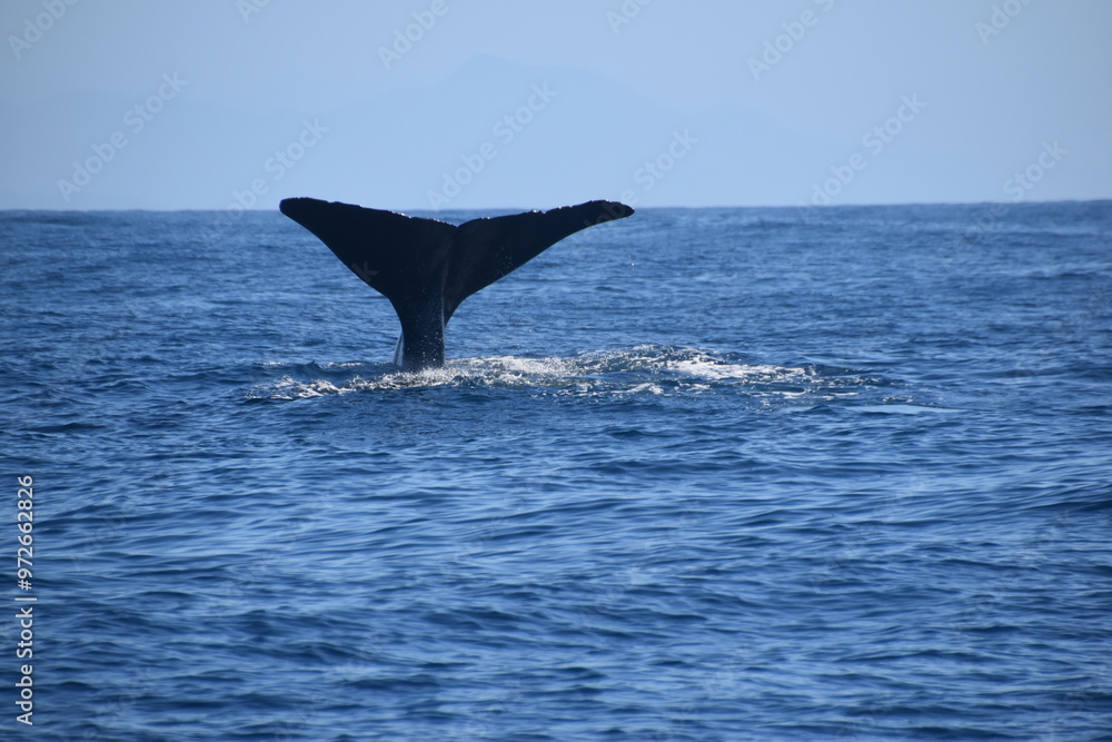 Fototapeta premium Humpback and Killer Whale (Orca) Watching in Kaikoura, South Island, New Zealand