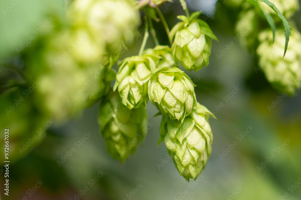 Closeup shot of green hop cones hanging on a branches. Closeup shot of green hop cones hanging on a branches.