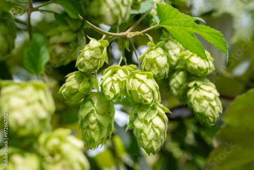 Valokuvatapetti Closeup shot of  green hop cones hanging on a branches.