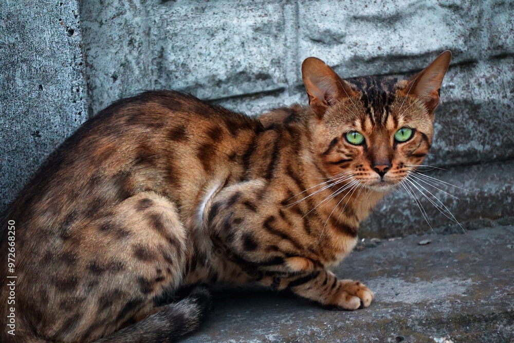 A cat with a very beautiful color looks like a leopard A cat with a very beautiful color looks like a leopard