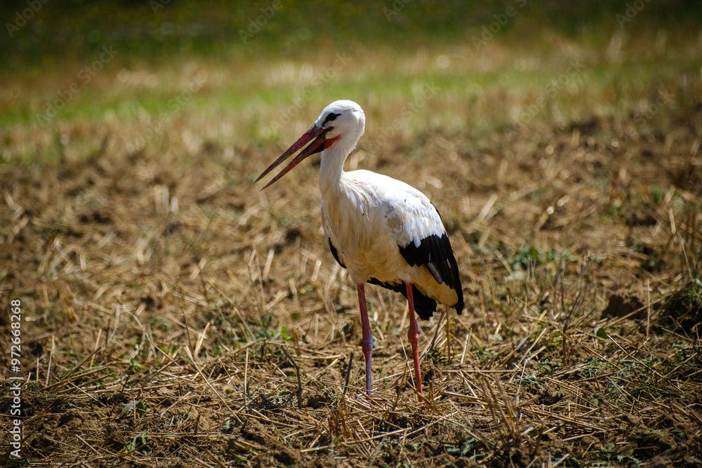 Fototapeta premium Stork bird on the empty filed