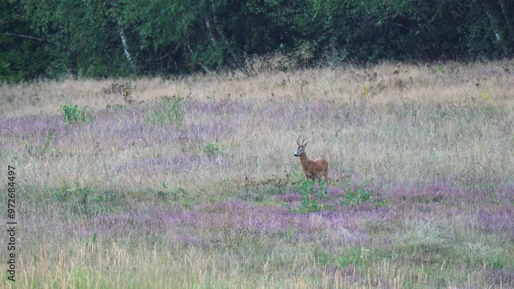 a male roe deer feeding on a meadow, a roe deer feeding on a heath a male roe deer feeding on a meadow, a roe deer feeding on a heath