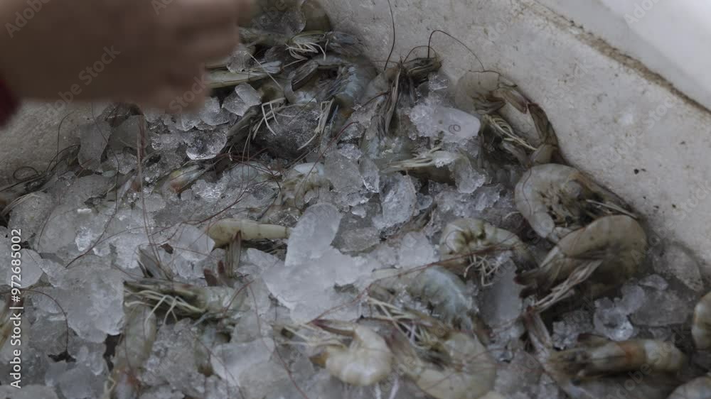fresh prawns kept at snow box at retail shop for sale at day from different angle fresh prawns kept at snow box at retail shop for sale at day from different angle