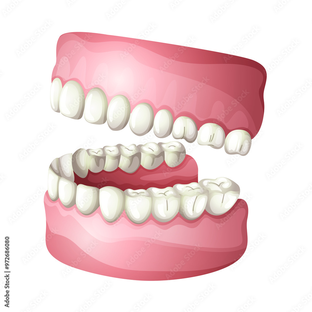 Obraz premium Model of a human teeth and gums for the upper and lower jaw