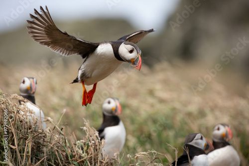 Atlantic Puffin flying on Skomer Island, Pembrokeshire. Wales.