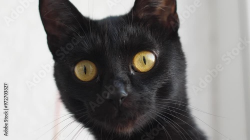 face of black adult cat close up looking at camera photo