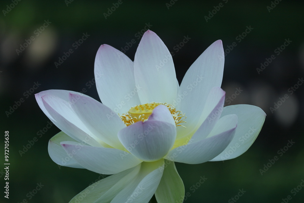 神聖な花 神聖な花