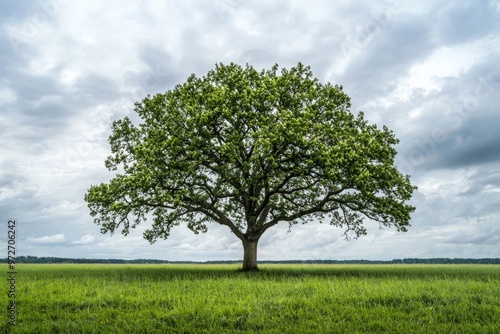 A majestic oak tree standing alone in a wide-open field, its branches spreading out under a cloudy sky, symbolizing strength and resilience