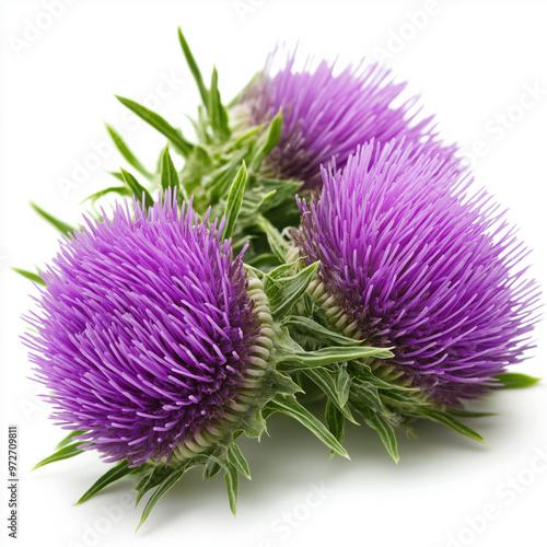 Milk Thistle Isolated