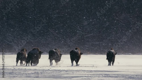European Bison Herd Battling Snowstorm in Belarusian Winter Landscape