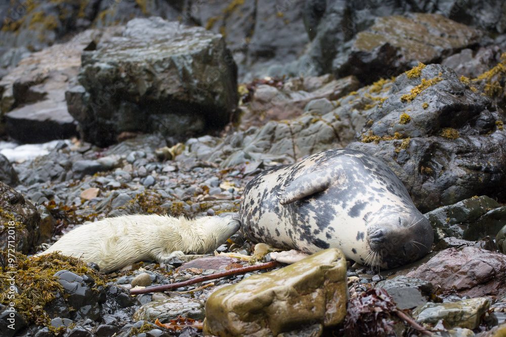 Fototapeta premium Grey seal and her pup in a cove on the Pembrokeshire Coast, Wales.