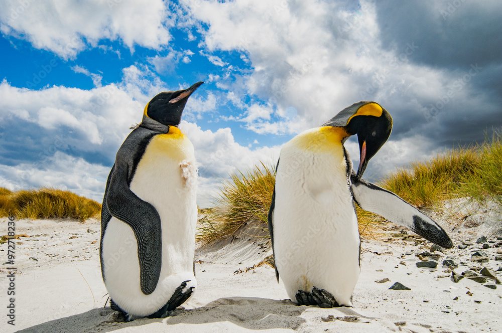 Fototapeta premium King Penguins The Falkland Island