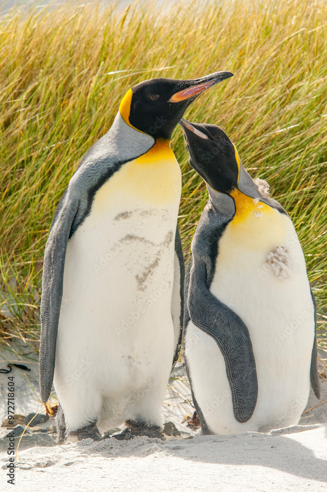 Fototapeta premium King Penguins The Falkland Island