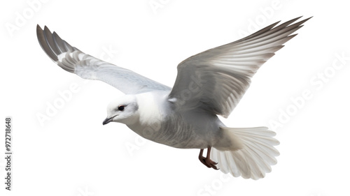 PNG Fulmar flying seagull animal.