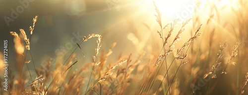 Golden Wheat Fields Glowing Under Sunset Light Near Tranquil Riverbank in Late Summer