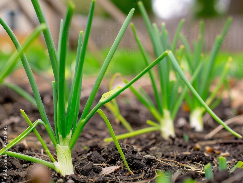 Green onions growing in a home garden, surrounded by rich soil and grass, enjoying bright daylight during a warm spring morning Green onions growing in a home garden, surrounded by rich soil and grass, enjoying bright daylight during a warm spring morning