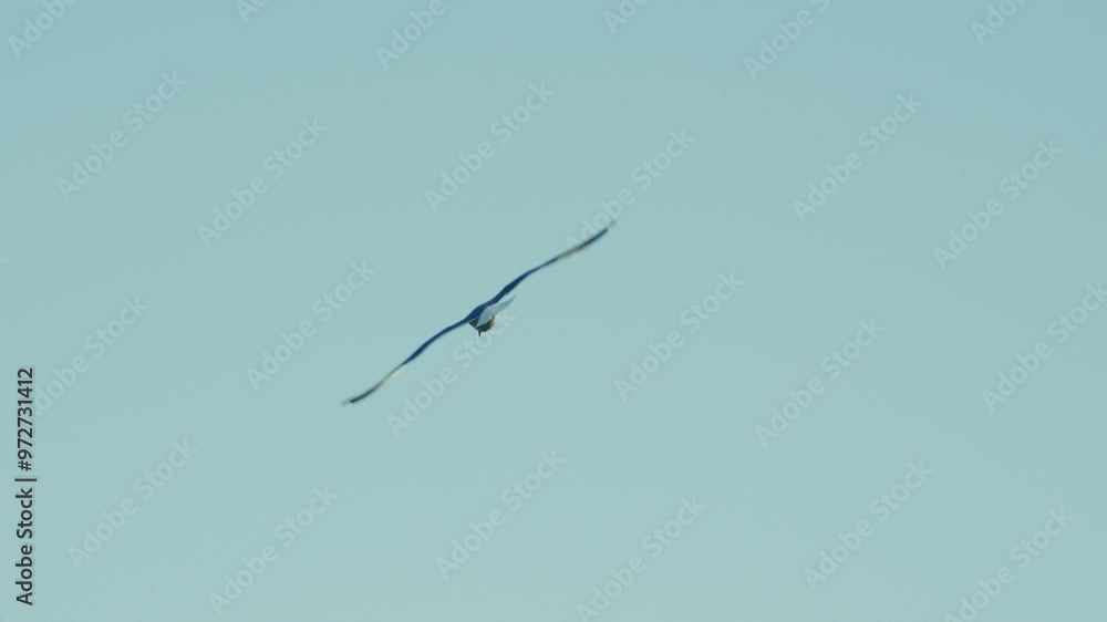 Mittelmeer Möve fliegt in Küstennähe auf den Kanaren