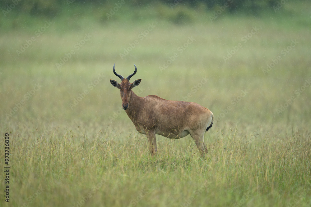 Coke hartebeest stands watching camera in rain Coke hartebeest stands watching camera in rain