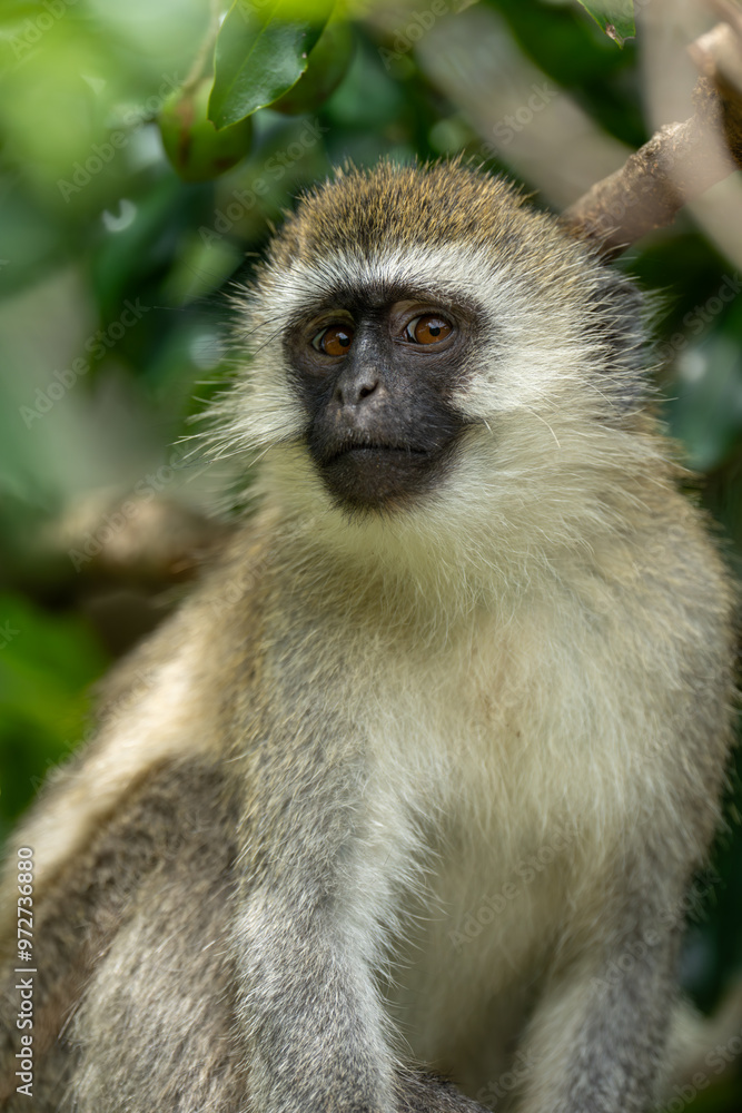 Close-up of vervet monkey sat watching camera Close-up of vervet monkey sat watching camera