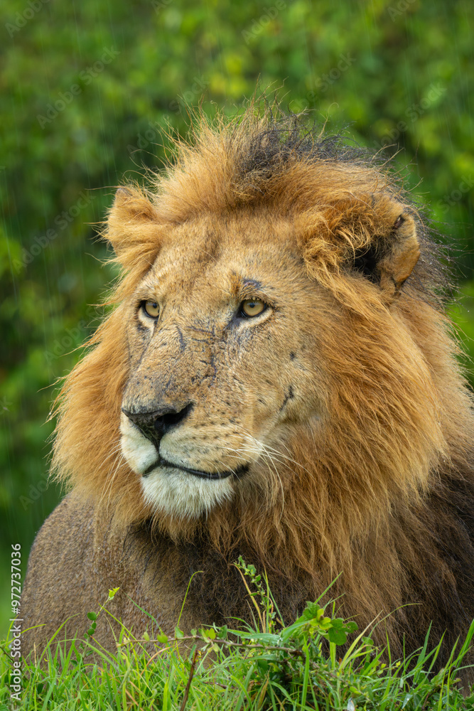 Close-up of male lion lying staring forward Close-up of male lion lying staring forward