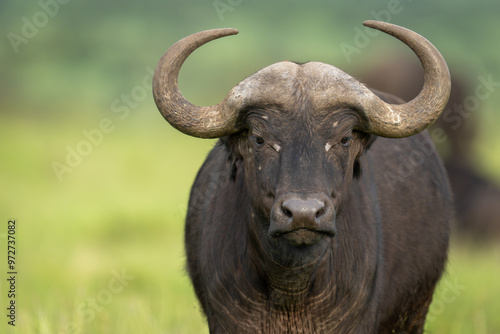 Close-up of male Cape buffalo standing staring