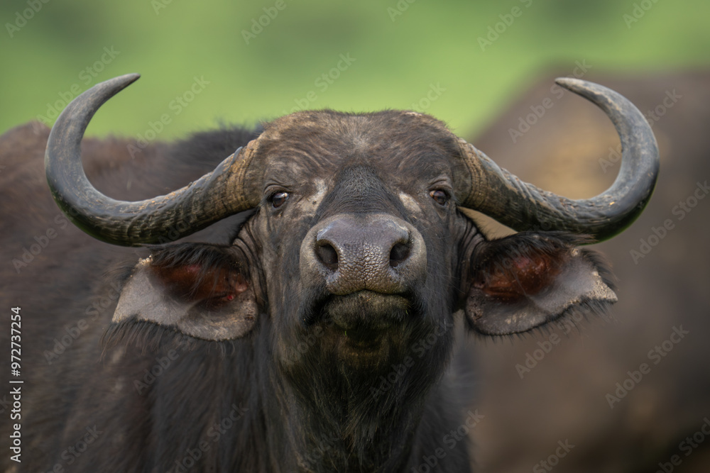 Close-up of female Cape buffalo lifting head Close-up of female Cape buffalo lifting head