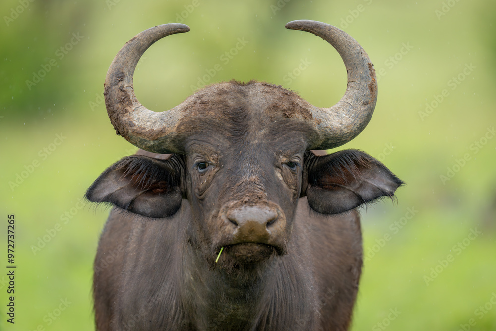 Close-up of female Cape buffalo facing camera Close-up of female Cape buffalo facing camera