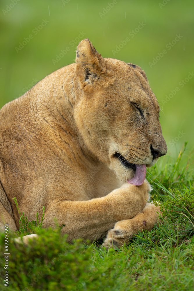 Close-up of female lion lying licking paw Close-up of female lion lying licking paw