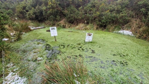 Canvas Print A pond dedicated to the common frog, inviting a closer look at local wildlife