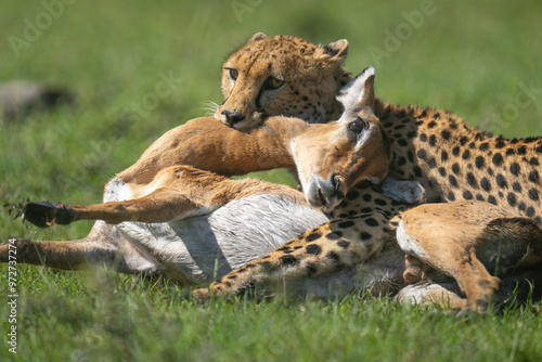 Close-up of female cheetah lying biting impala