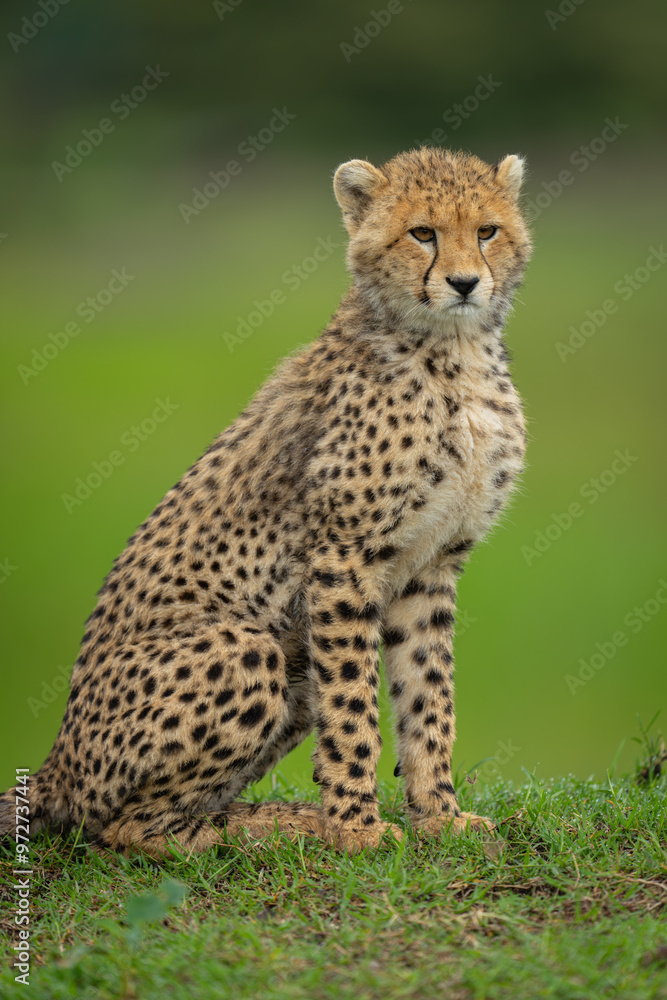 Close-up of cheetah cub sitting on ridge Close-up of cheetah cub sitting on ridge