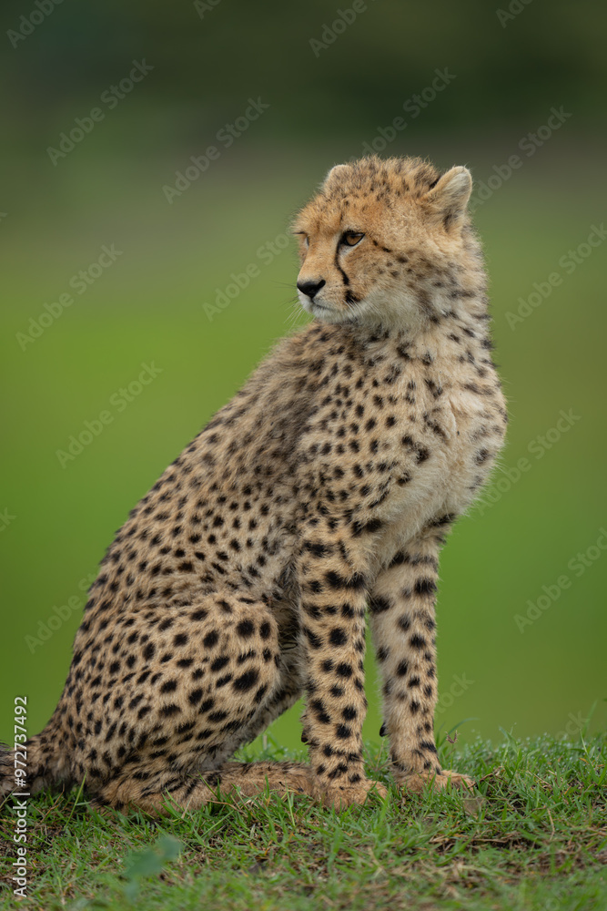Close-up of cheetah cub sat turning head Close-up of cheetah cub sat turning head