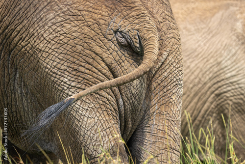 Close-up of African bush elephant swishing tail