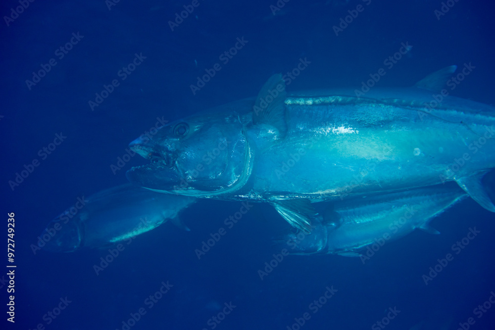 Fototapeta premium ルアーを口につけたイソマグロ 小笠原 ケータ嫁島 マグロ穴