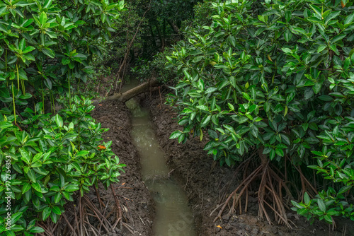 Phra chedi klang nam mangrove forest, Rayong Province, Thailand. Mangrove forest background in the wetland area where fresh water and sea water meet. Nature and environment conservation concept. photo