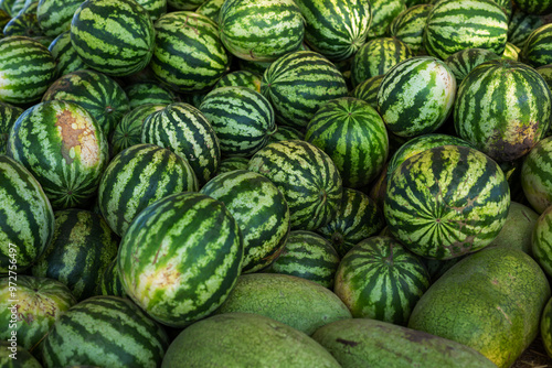 Watermelon food background harvesting organic fruit on farmland