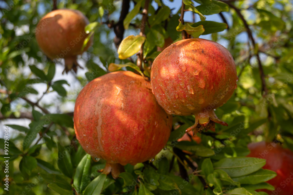 Pomegranates in the afternoon sunshine , nearly ready for harvest. Pomegranates in the afternoon sunshine , nearly ready for harvest.