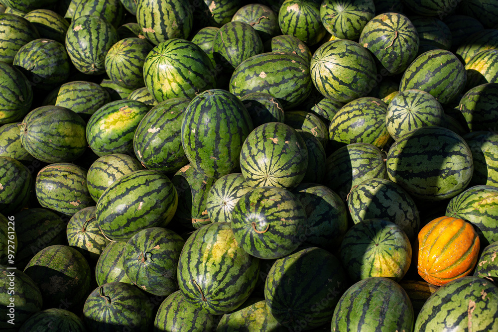 Watermelon food background harvesting organic Watermelon food background harvesting organic