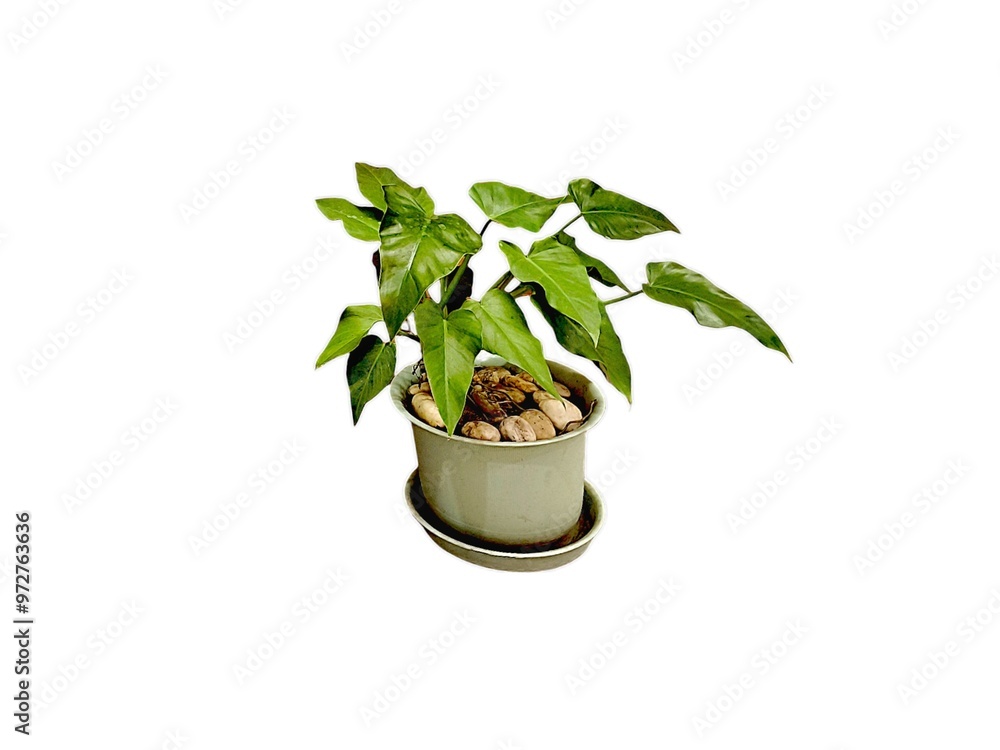 Tree in ceramic pot isolated on white background. Plants growing in pots or planters. beautiful natural home decorations. Interior design. Arrowhead plant. Syngonium podophyllum. Philodendron Tree in ceramic pot isolated on white background. Plants growing in pots or planters. beautiful natural home decorations. Interior design. Arrowhead plant. Syngonium podophyllum. Philodendron