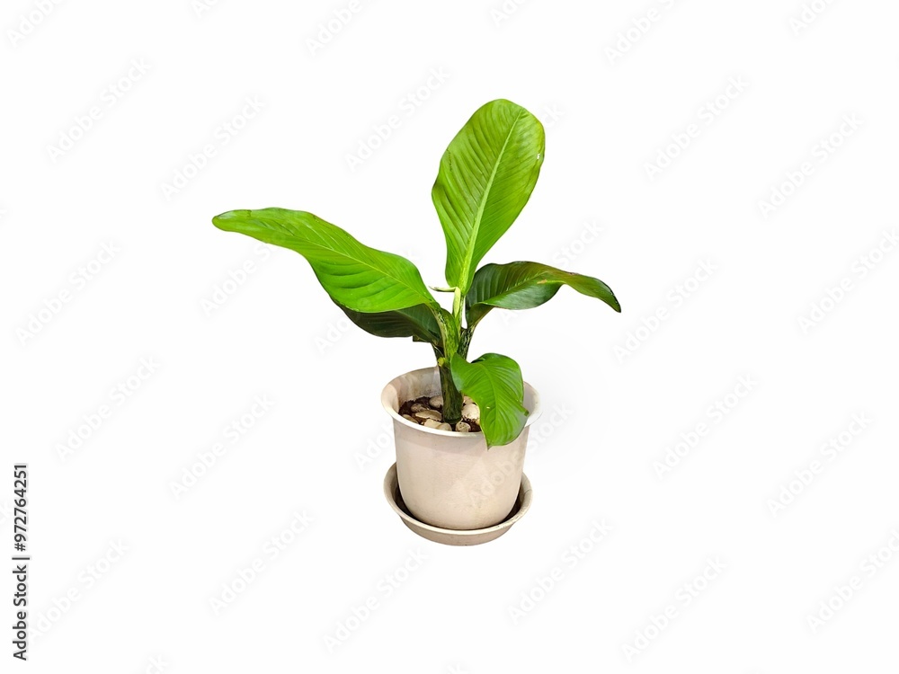 Tree in ceramic pot isolated on white background. Plants growing in pots or planters. beautiful natural home decorations. Interior design. Arrowhead plant. Syngonium podophyllum. Philodendron