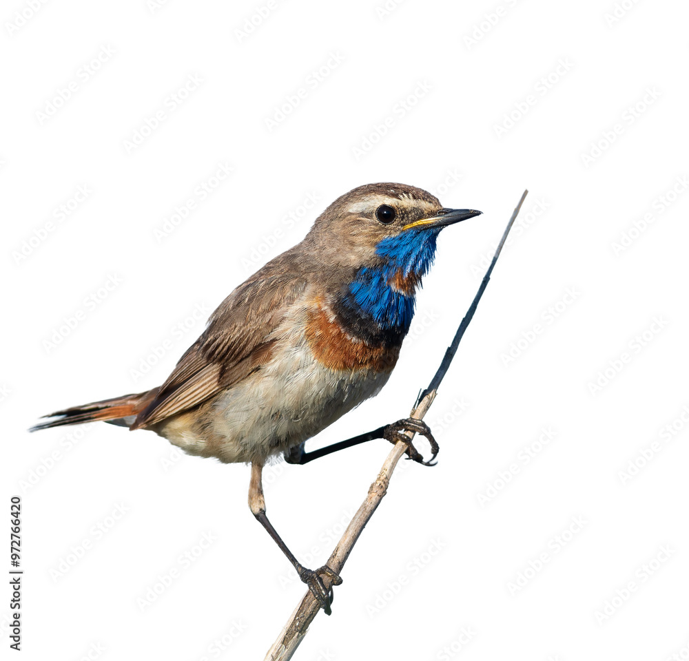 Bluethroat, Luscinia svecica. Bird perched on a reed stalk on a white background, isolated Bluethroat, Luscinia svecica. Bird perched on a reed stalk on a white background, isolated